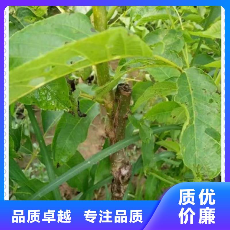 核桃苗,花椒苗随心所欲定制