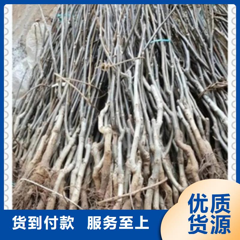 【核桃苗】梨树苗市场报价