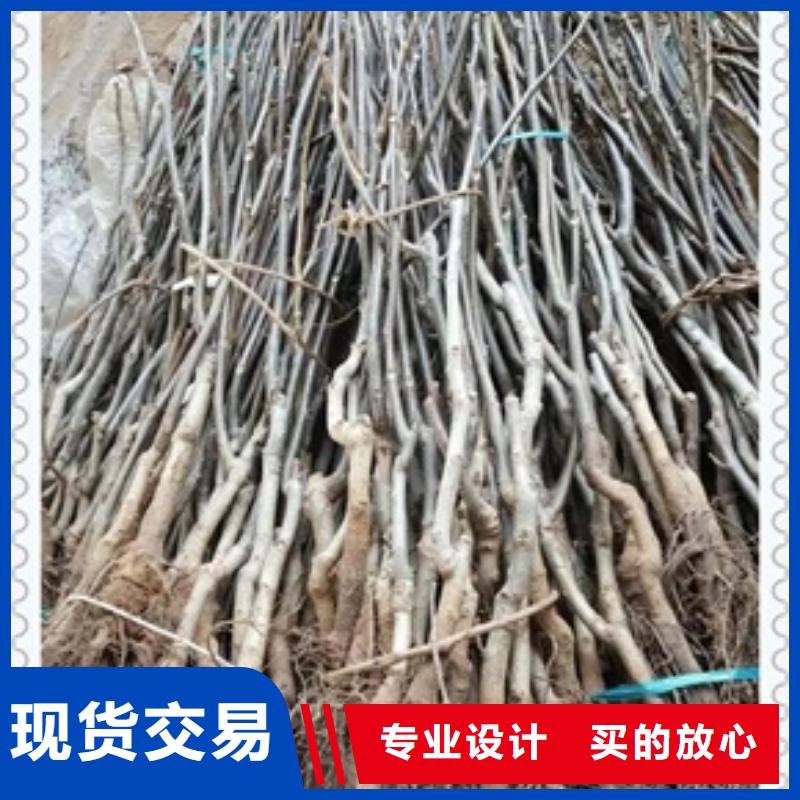 核桃苗梨树苗质量好