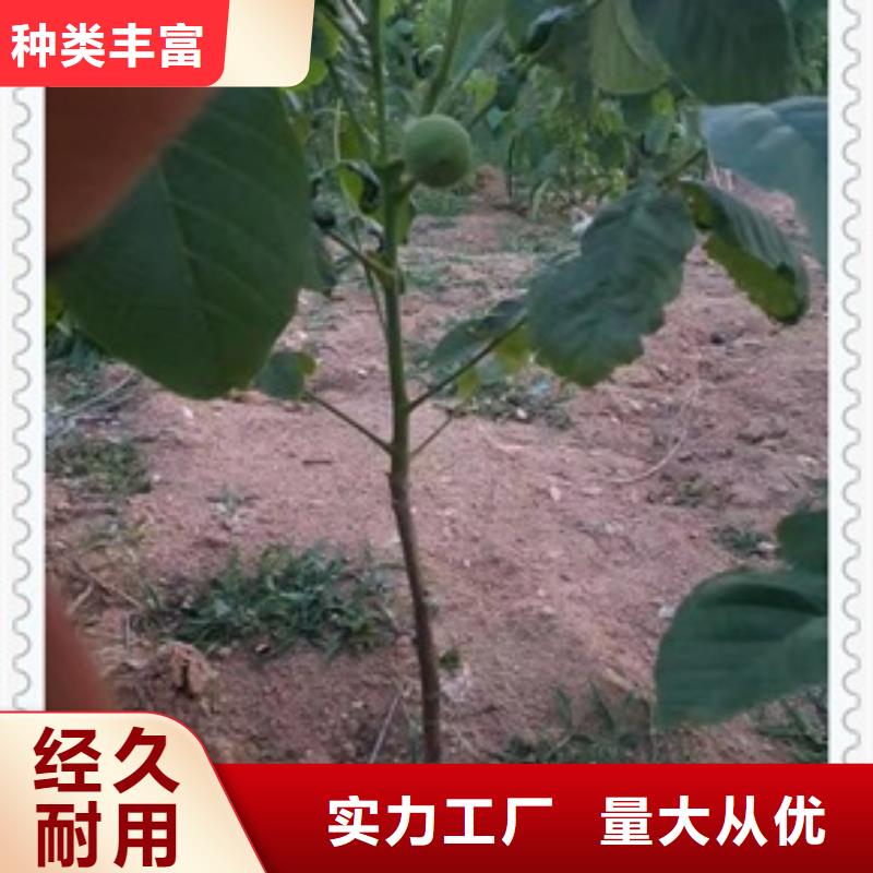 核桃苗山楂苗严选用料