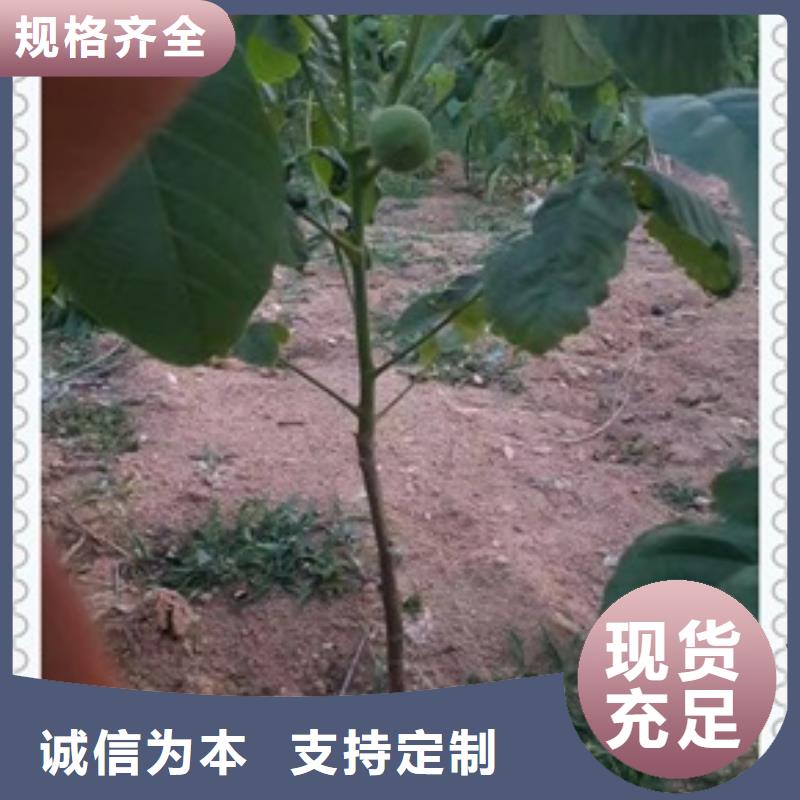 核桃苗蓝莓苗量大更优惠