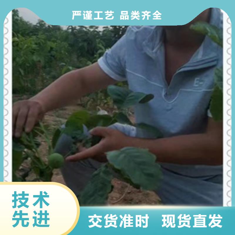 核桃苗梨树苗质量好