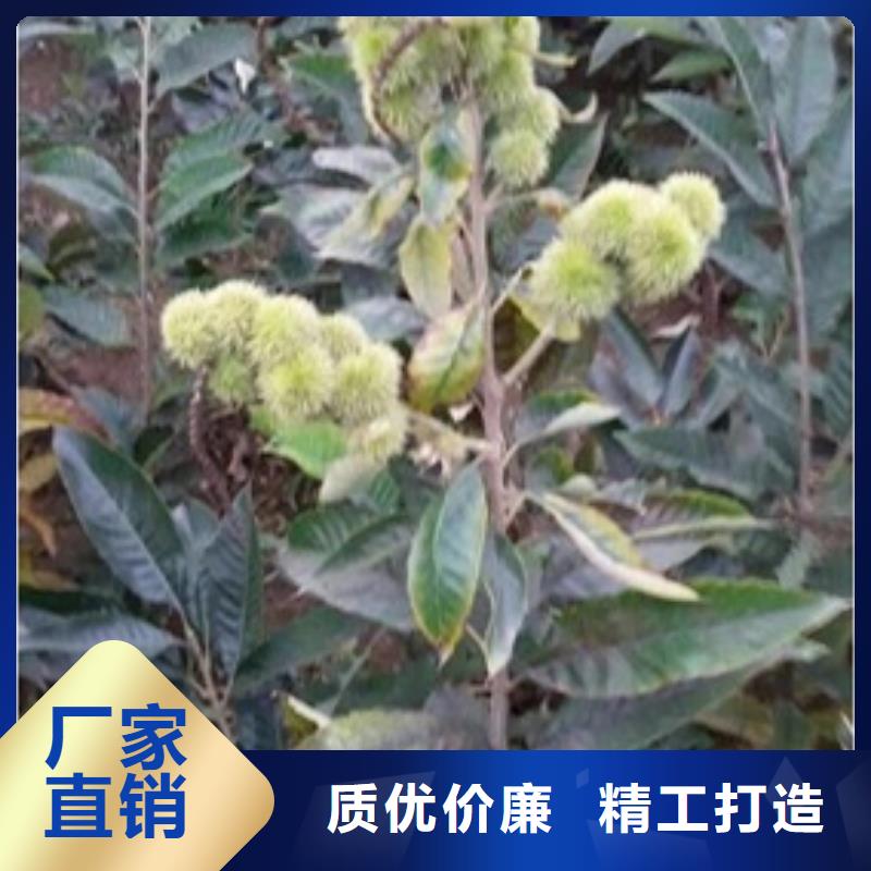 板栗苗梨树苗产品细节