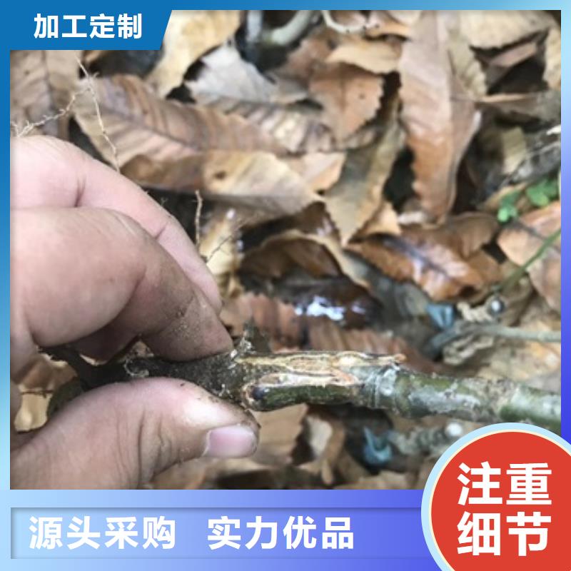 板栗苗梨树苗质量不佳尽管来找我