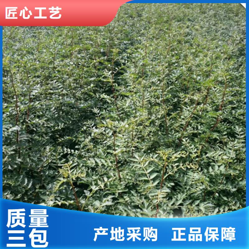 30厘米大红袍花椒苗大红袍花椒苗种植基地