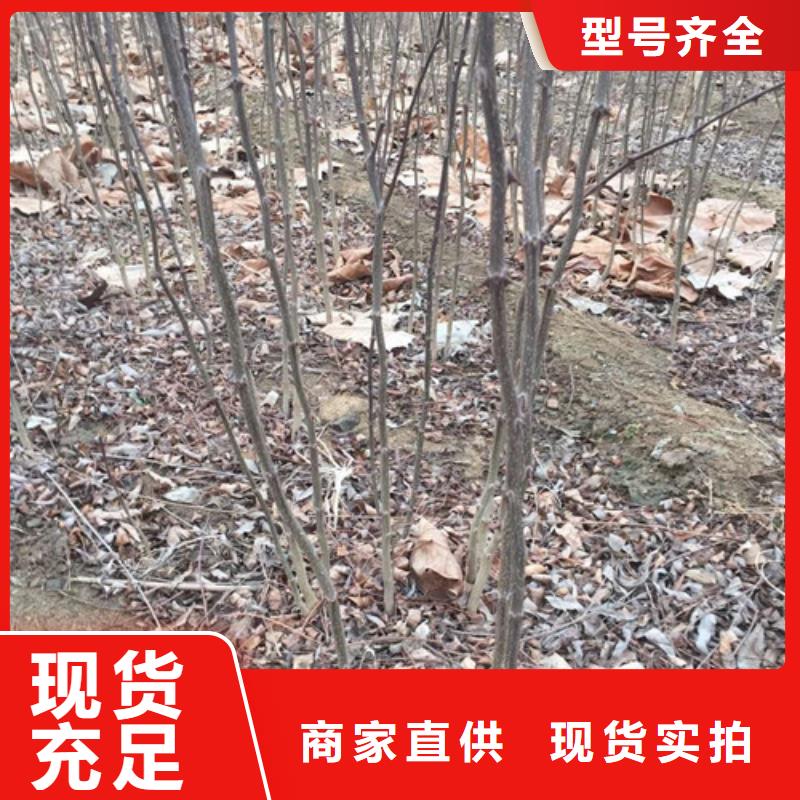 哪里有卖青花椒苗青花椒苗批发基地