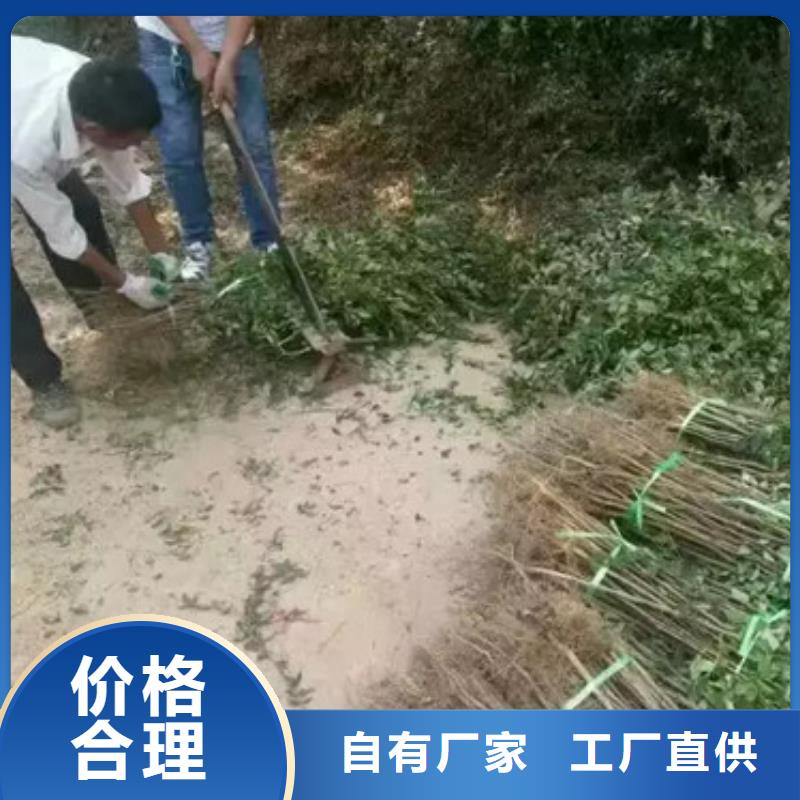 花椒苗核桃苗的图文介绍