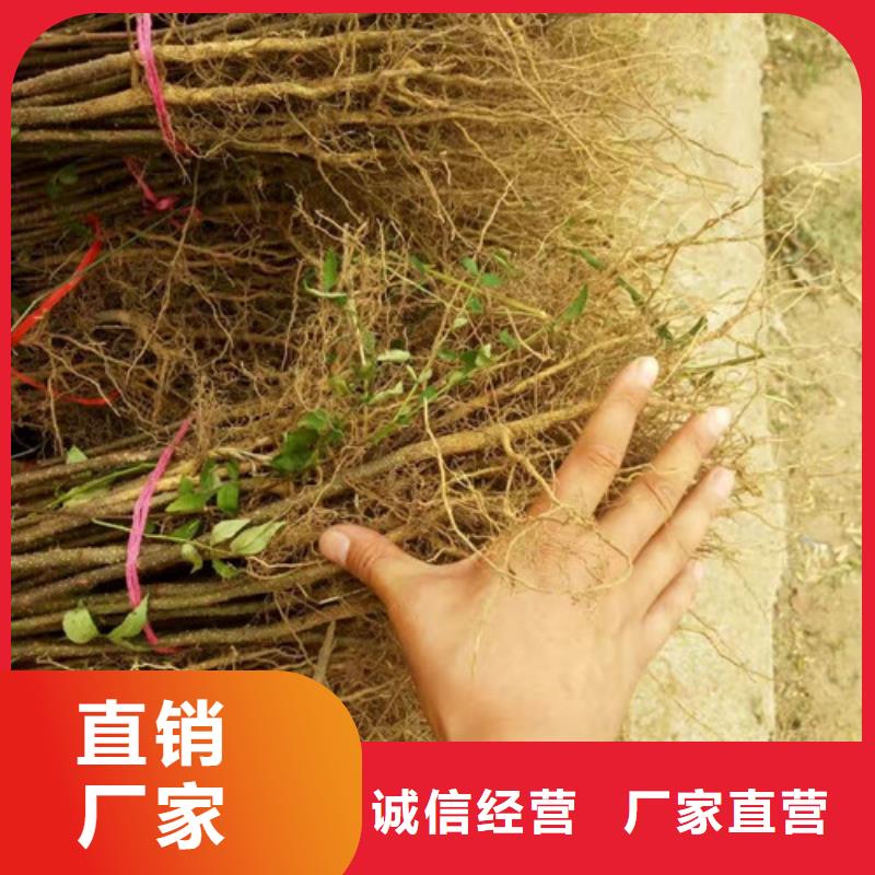 1.2公分麻椒苗麻椒苗种植时间