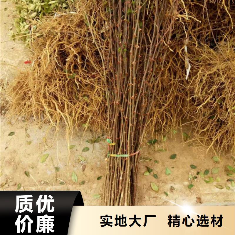 【花椒苗】蓝莓苗准时交付