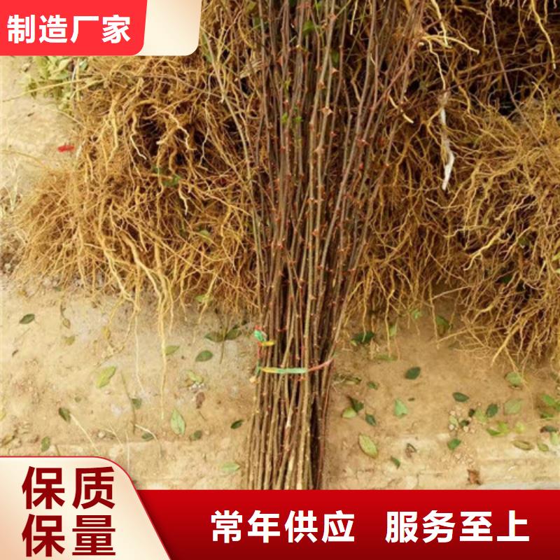 1.2厘米无刺花椒苗无刺花椒苗出售