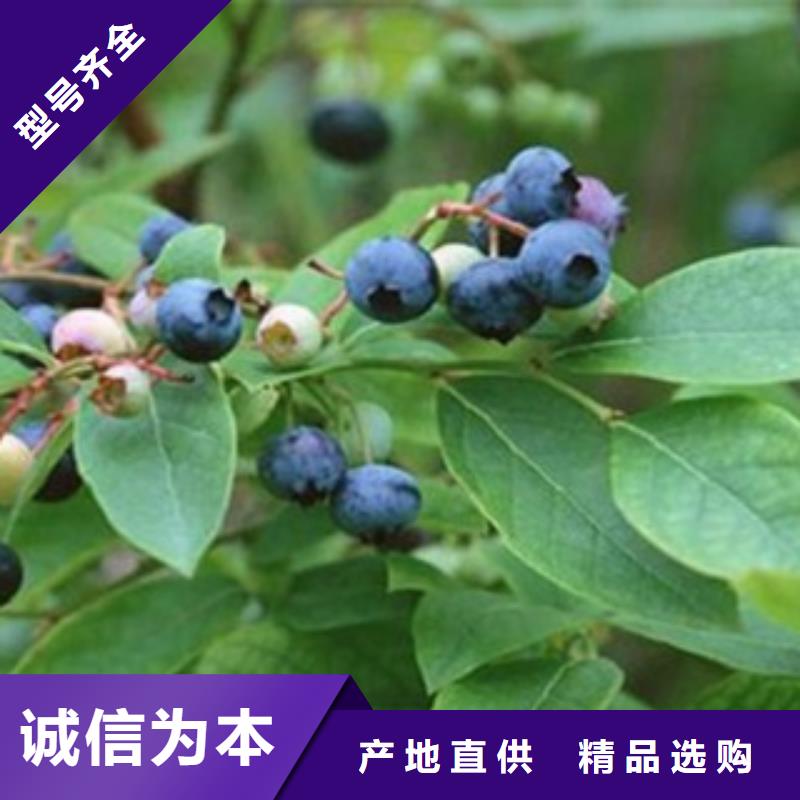 塞拉蓝莓树苗种植技术