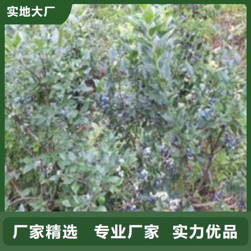 蓝莓苗苹果苗经验丰富质量放心