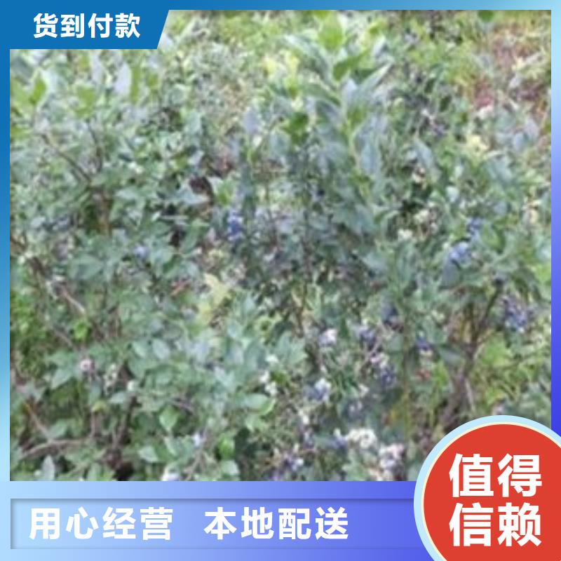 布莱登蓝莓树苗种植技术