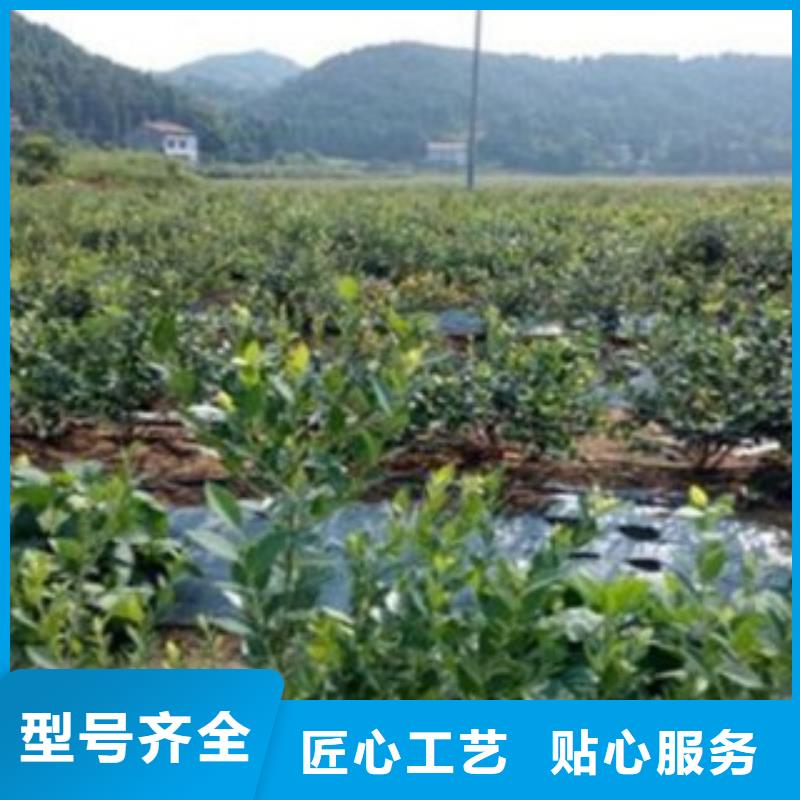 蓝莓苗山楂苗支持加工定制