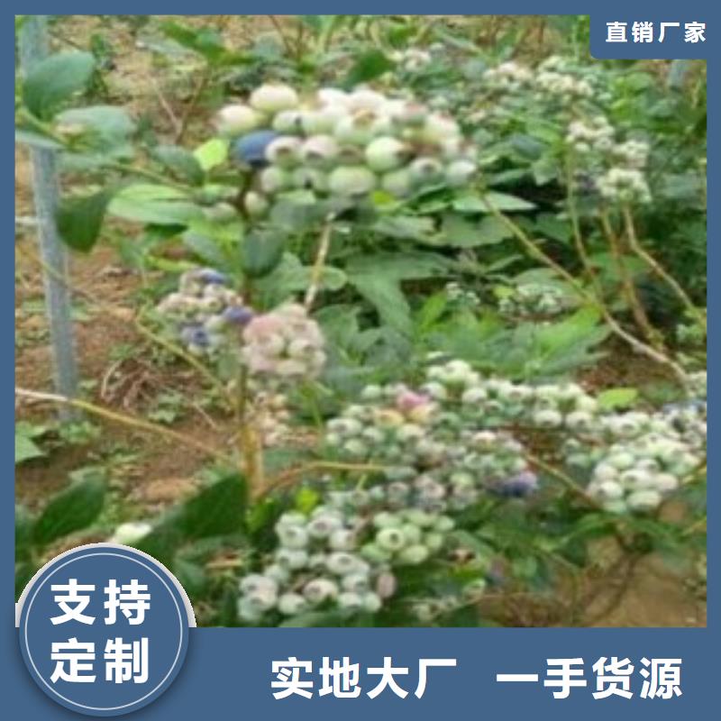 贝克蓝蓝莓树苗种植方法