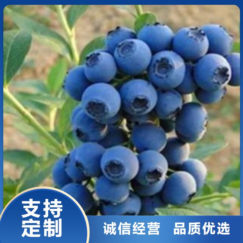 埃利奥特蓝莓树苗品种介绍