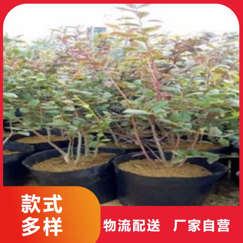 森吐里昂蓝莓树苗种植时间