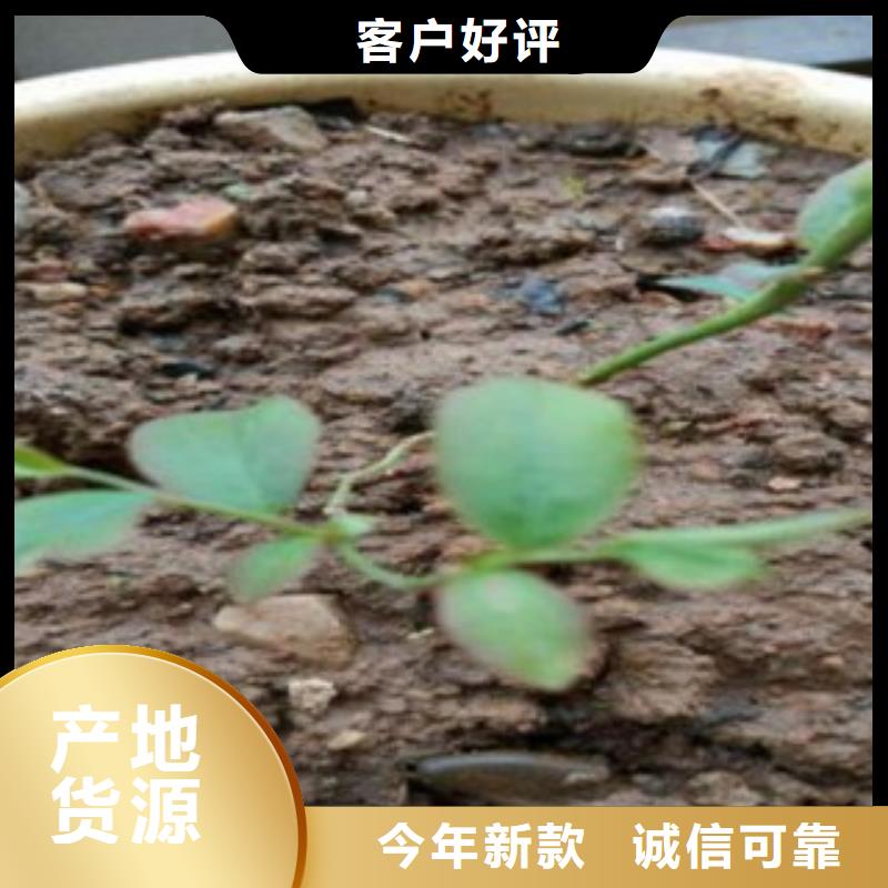 红利蓝莓树苗种植方法