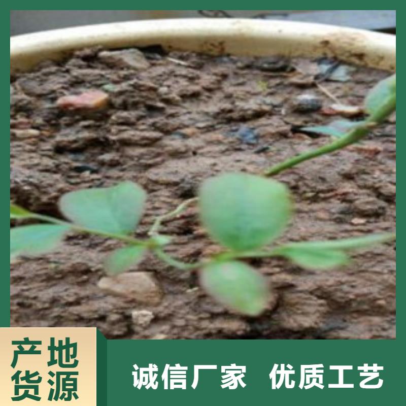 蓝莓苗厂家大量现货