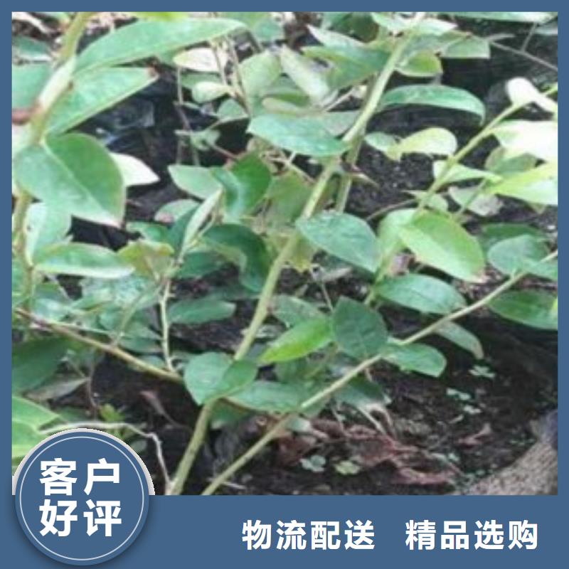 红利蓝莓树苗种植方法