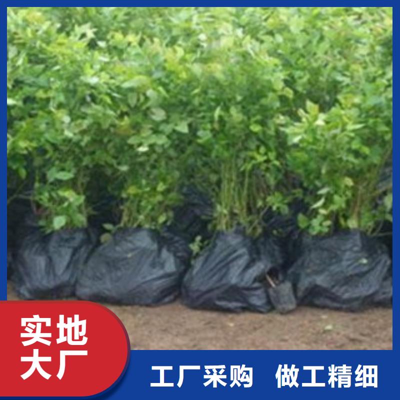 蓝莓苗山楂苗支持加工定制