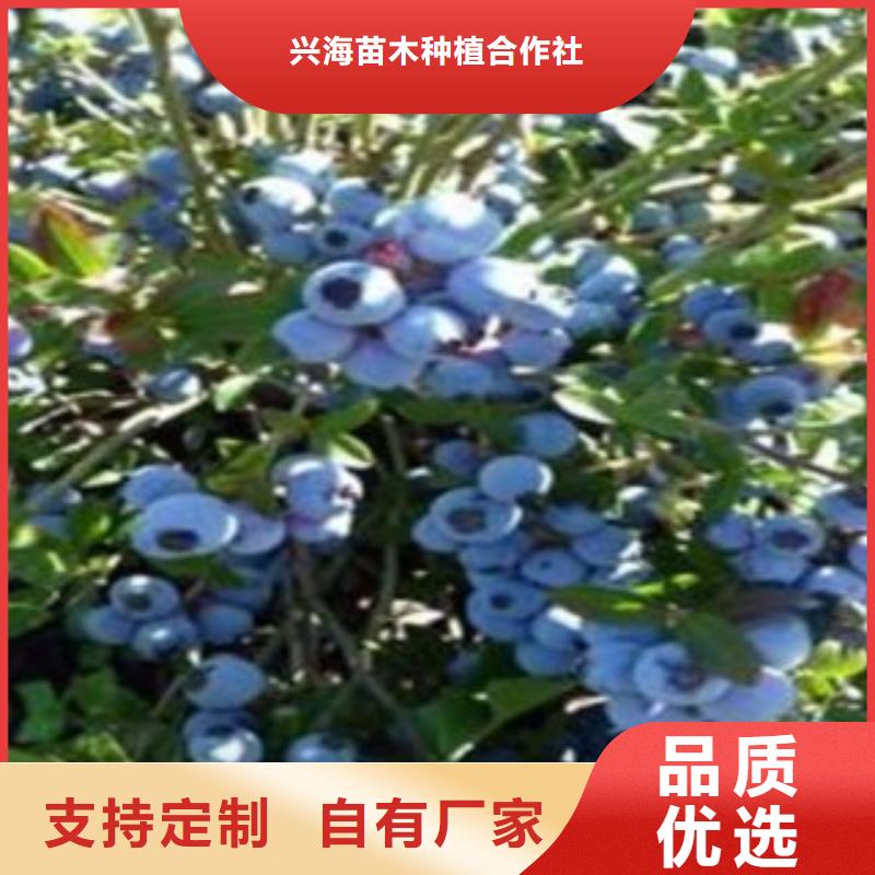 梯芙蓝蓝莓树苗求购