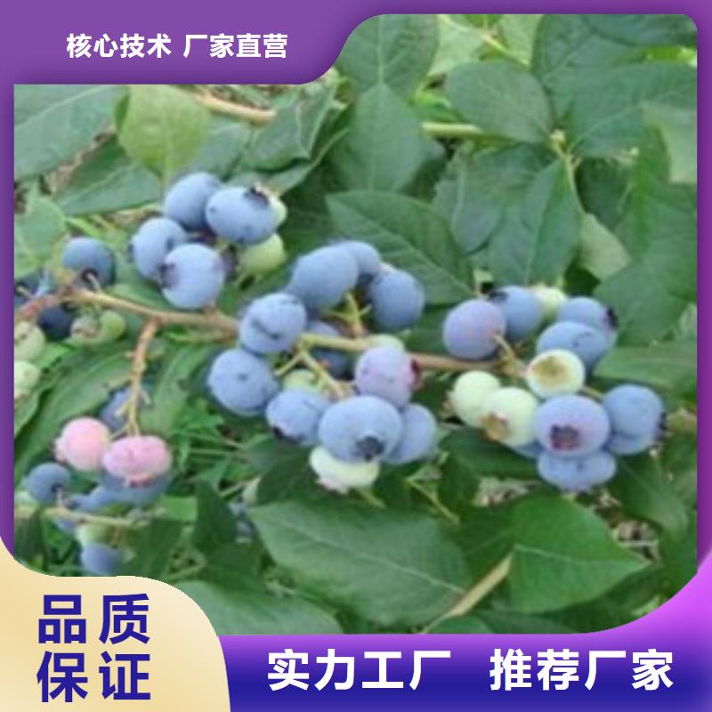 蓝莓苗桃树苗采购