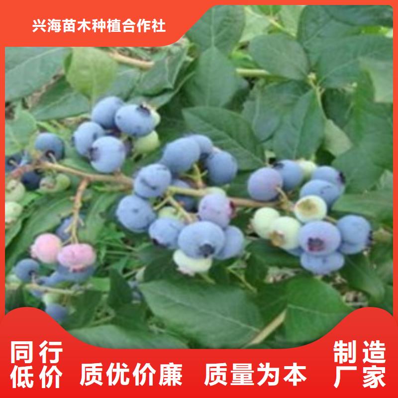 埃利奥特蓝莓树苗品种介绍