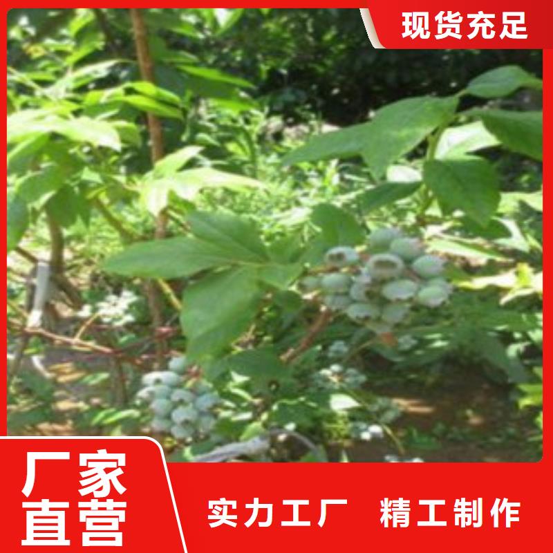 蓝莓苗厂家大量现货