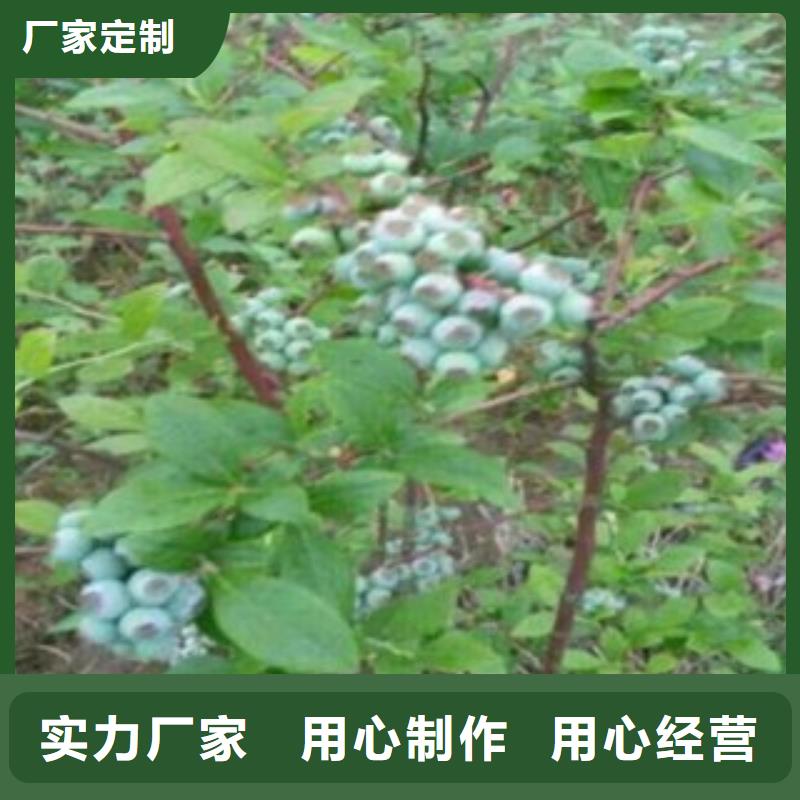 N-B-3蓝莓树苗批发价格