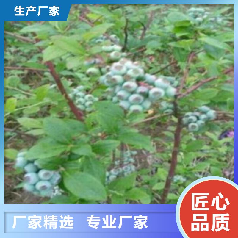 布莱登蓝莓树苗种植技术