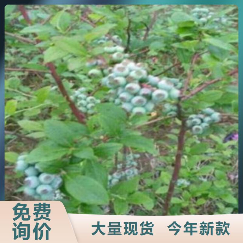 蓝光蓝莓树苗哪里有卖的