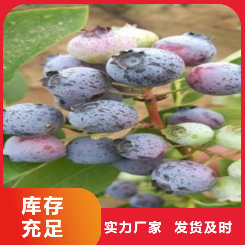 蓝莓苗厂家大量现货