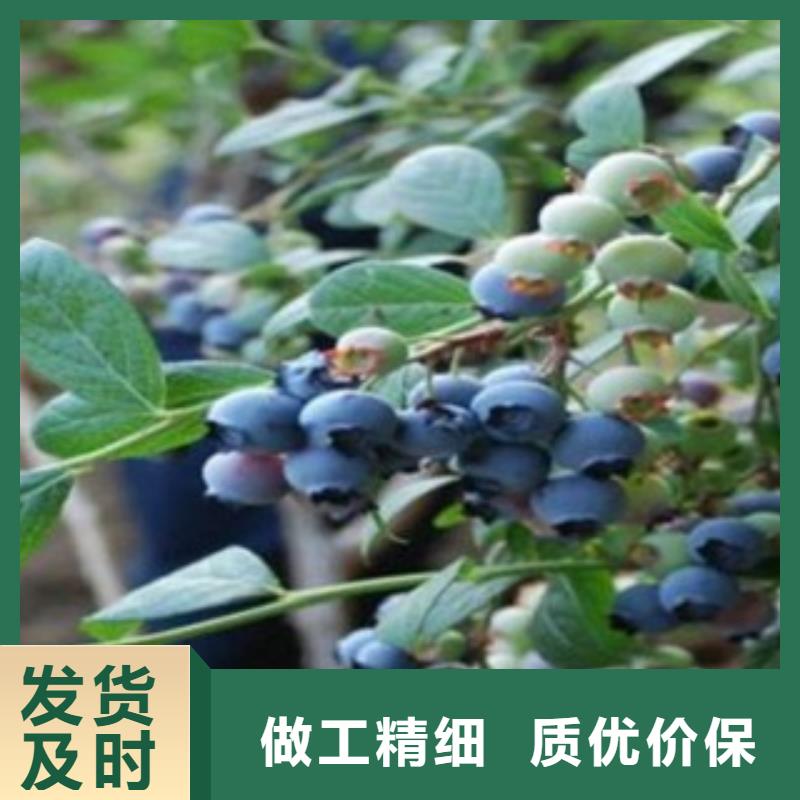 佛罗里达蓝蓝莓树苗品种大全