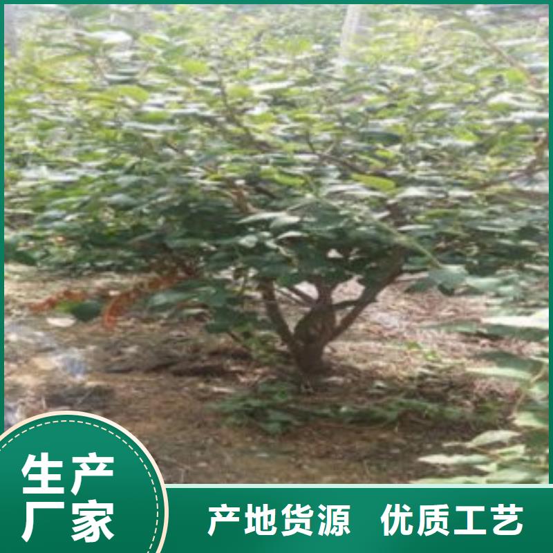 开普菲尔蓝莓树苗基地图片