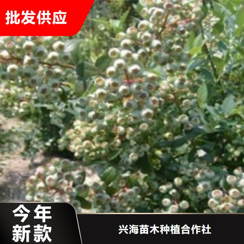 开普菲尔蓝莓树苗批发基地