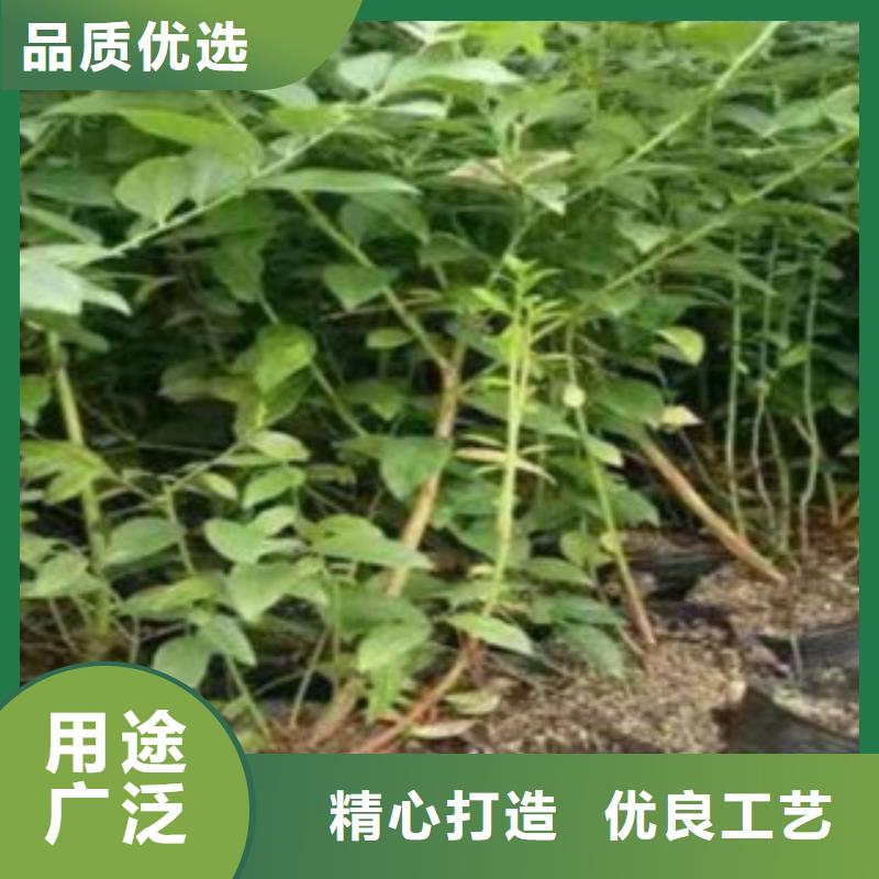 开普菲尔蓝莓树苗批发基地