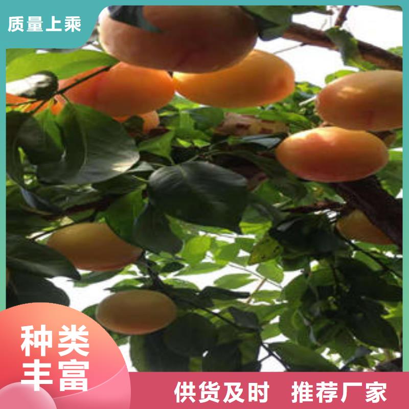 【李子苗,梨树苗专业生产厂家】