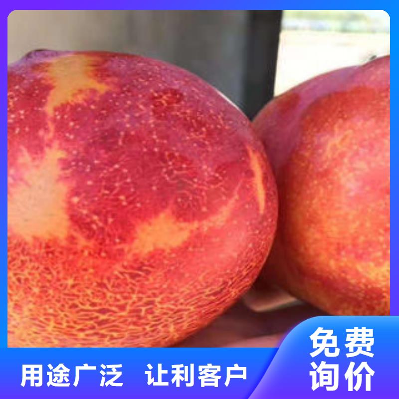 李子苗_花椒苗用心做好每一件产品