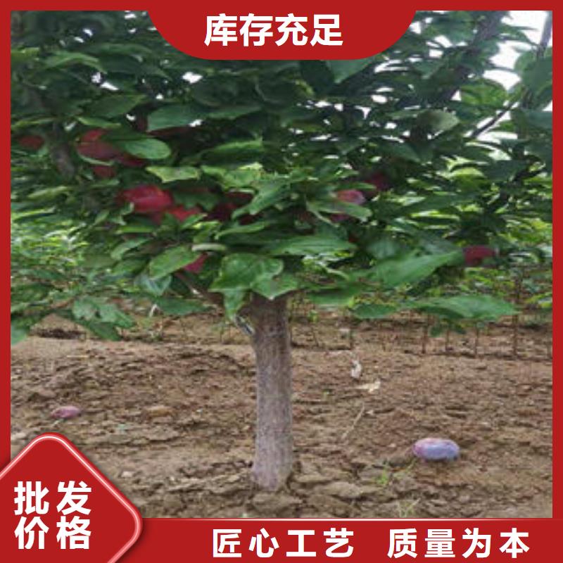 李子苗桃树苗专业生产团队