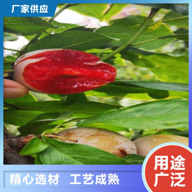 李子苗梨树苗满足客户需求