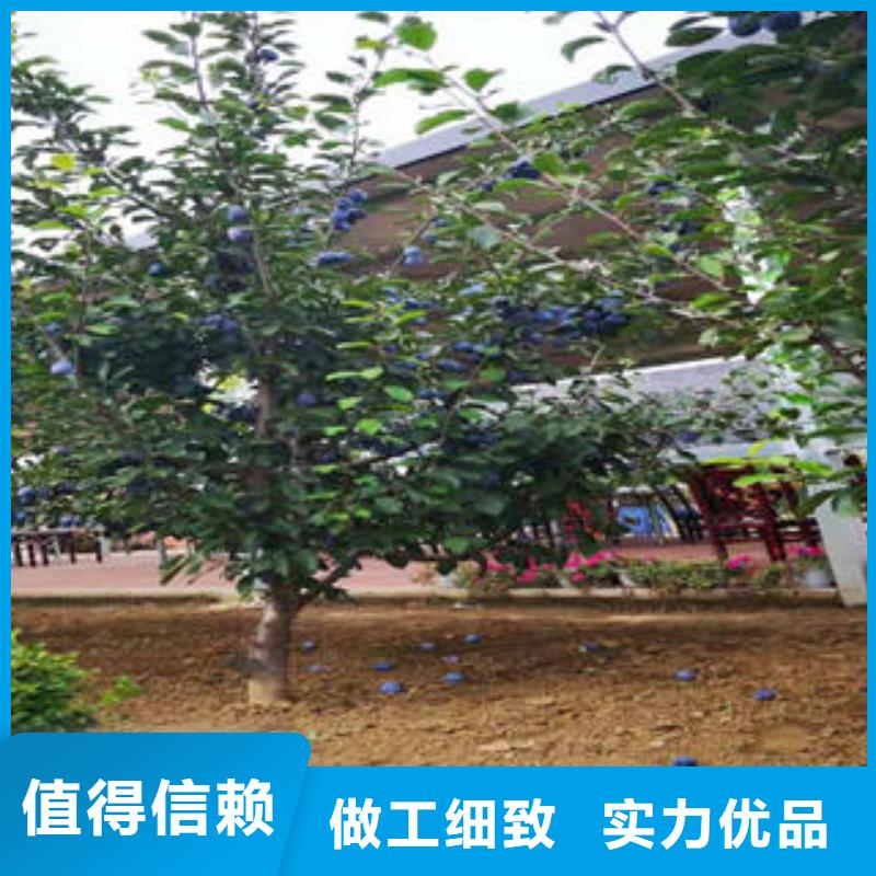 李子苗梨树苗满足客户需求