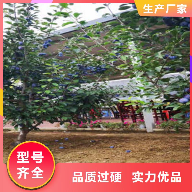 李子苗蓝莓苗供您所需