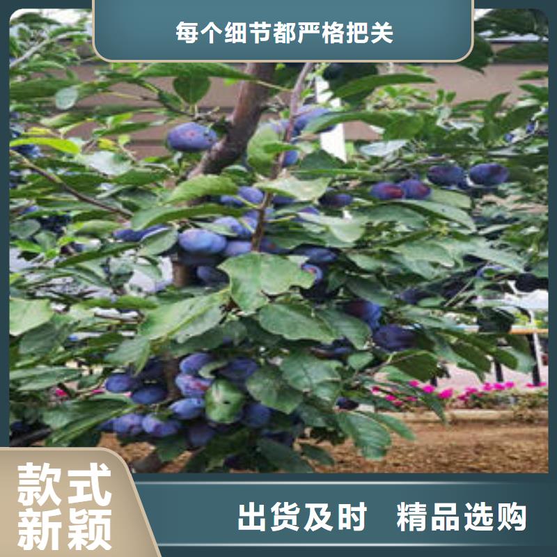 李子苗梨树苗满足客户需求