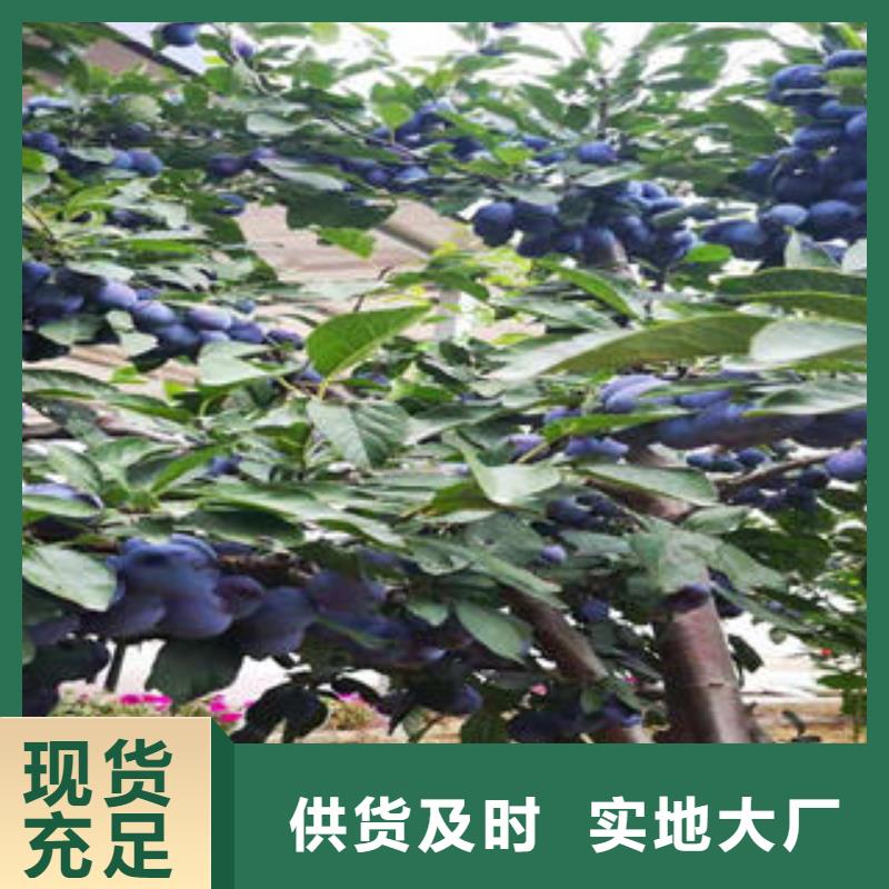 【李子苗,梨树苗专业生产厂家】