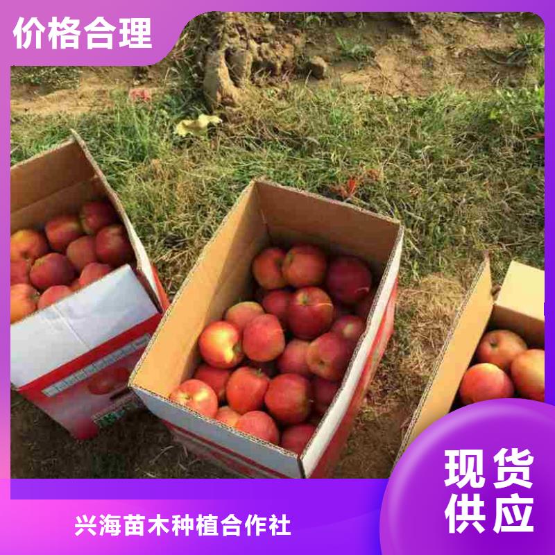 【苹果苗,山楂苗敢与同行比质量】