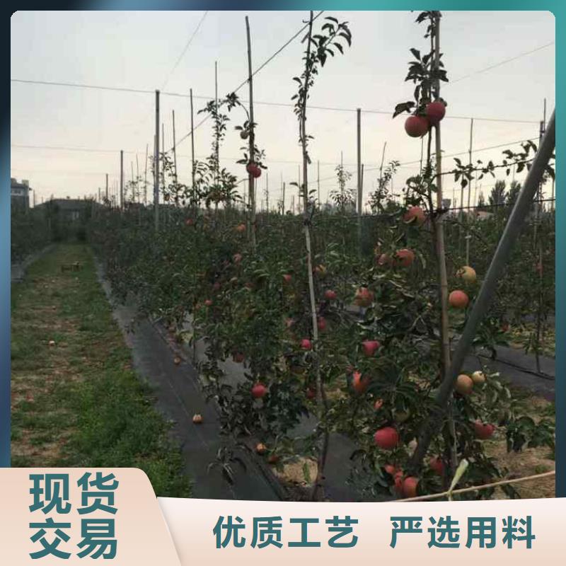 苹果苗板栗苗品质信得过