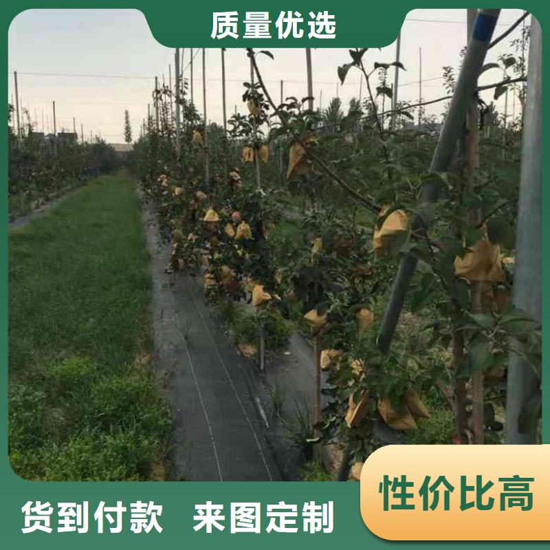 苹果苗_桃树苗优选货源