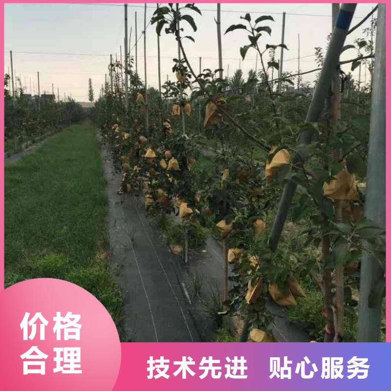 【苹果苗经销商】