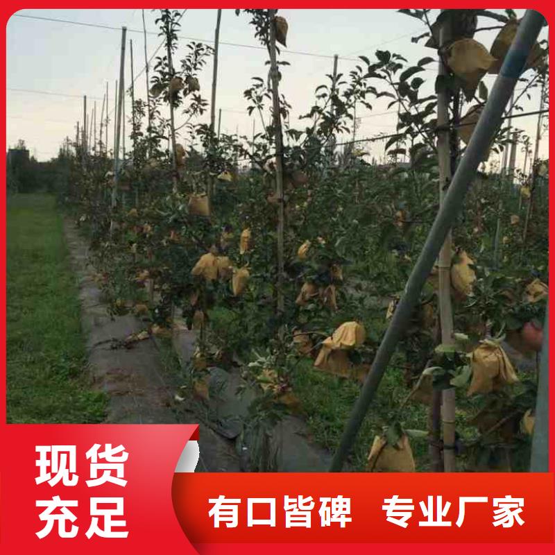 苹果苗板栗苗货到付款